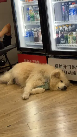 健身房的大狗